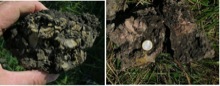 coherent clasts
